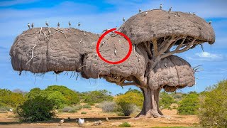 The 7 Largest and Most Incredible Animal Nests – You Won’t Believe Your Eyes!