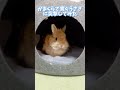 猫かまくらで寛ぐうさぎに突撃してみたら逆に突撃された rabbit animals cute