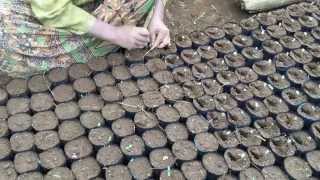 Coffee nursery transplanting (Part-5)