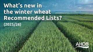 What’s new in the winter wheat recommended lists (2025/26)? | AHDB