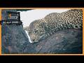 Soggy leopards and lion love - SafariLIVE Catch Up, 22 April 2026