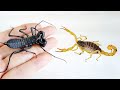 Whip Scorpion VS Venomous Scorpion，Which is stronger?