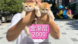 粉丝想要2000多的预算整只金渐层，你们看看安排的怎样！#猫咪~我与猫的故事【大熊玩猫】