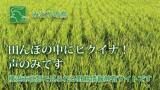 ヒクイナ鳴き声のみ〜横浜市緑区の田んぼ