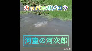#かっぱ ✨💥 出ました✨🤣#福崎町キャラクター「ガジロウ」#河童の河次郎（ #カッパの #ガジロウ ）👀普段は池の中👀時間になると水中から出現👀 兵庫県神崎郡福崎町西田原 #辻川山公園
