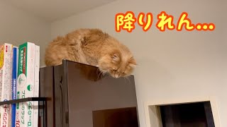 冷蔵庫の上に上がって降りれなくなった猫がこちら…