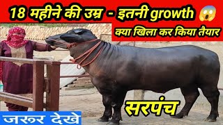 18 महीने की उम्र - इतनी growth क्या खिलाकर किया तैयार 🌽 Growth formula 💪 Growth feed formula 🐂