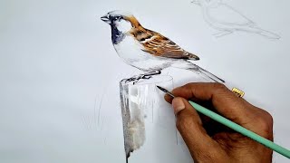 CYANVAS WATERCOLOUR PAINTING CLASS FOR BEGINNERS, PART-14 | EASY WATERCOLOUR BIRD  FULL TUTORIAL.