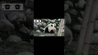 原来萌兰小时候就很叛逆 #panda #大熊猫 #animals #搞笑 #cute #萌宠 #pets