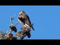 merlin falcon bird flying call sound eating rat cute moments