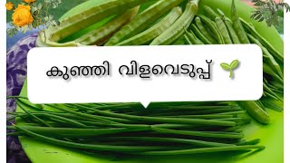 My First Vegitables Harvesting അടുക്കള തോട്ടത്തിലെ ആദ്യത്തെ കുഞ്ഞു വിളവെടുപ്പ്#harvest #vegitables