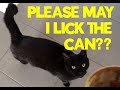 Black Cat Begs to Lick Soup Can!