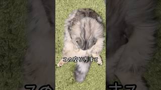 どっしりと座っております🐱🤭 #猫動画　#ねこ #スコティッシュフォールド #折れ耳   #shorts #cat