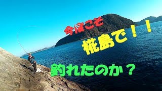 五島列島の名礁　椛島（椎の木島）でメジナ釣り！！