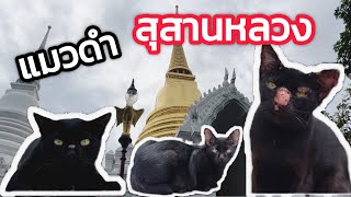 แมวดำสุสานหลวง วัดราชบพิธสถิตมหาสีมารามราชวรวิหาร