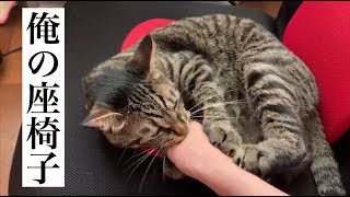 猫に座椅子を占領されてしまった。【唐草猫ムタさん】