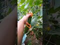 Cucumber                                              #harvesting#growingyourownfood#simplelife