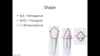 7 Mandibular Canine - NBDE Part 1 Boards Study