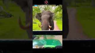 Elephant Attack😱 #shorts #animals #tusker #elephantattack #trending #5911