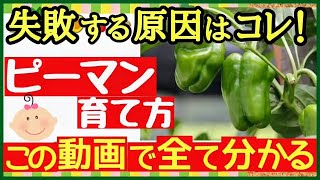 これ1本でピーマン栽培の全てが分かる！たくさん収穫する最強の育て方♪初心者でもプランターで簡単にできる苗の植え付け～収穫まで