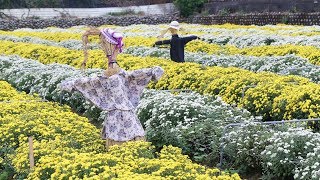 2017銅鑼杭菊芋頭節「菊祥如芋」