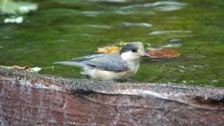 権現山バードサンクチュアリのヤマガラ（幼鳥）のぎこちない水浴び　その２６（4K60P動画）