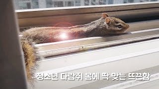 K-다람쥐는 뜨끈하게 지지는 걸 좋아한다