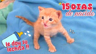 Cómo era CUIDAR de mi GATO Cachorrito a una semana de su llegada!! 😻🍼 En retrospectiva