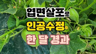 [생생톤업] [생생톤업플러스] 참외시범포 – 성주 참외 (8부) 엽면살포로 인공수정 후 한 달