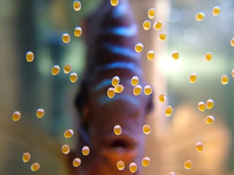 Discus Laying Eggs! Caught On Video! Discus Laying Eggs! Caught On Video!