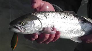 Coast fishing for sea trout