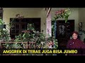 ANGGREK DI TERAS JUGA BISA JUMBO