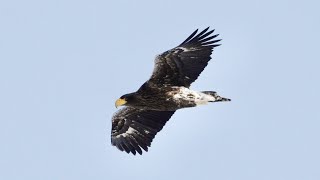 野鳥撮影日記　風蓮湖のオオワシとオジロワシ　2023年2月21日　4Kスローモーション