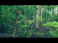 aerial exploration of dungannon swamp 4k drone tour sc genesis 1 27 31 genesis 2 1 25