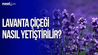 Lavanta Çiçeği Nasıl Yetiştirilir? | Nasil.com