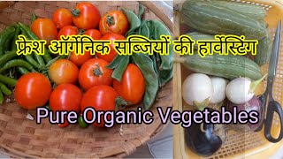 टेरेस गार्डन की फ्रेश ऑर्गेनिक सब्जियों की हार्वेस्टिंग।Home garden organic vegetables harvesting.