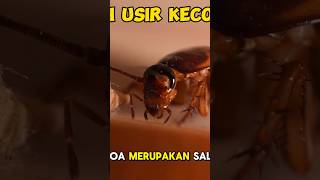 Cara usir kecoa dari rumah