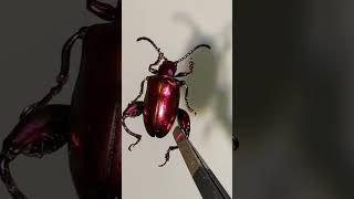 Beautiful Purple Beetle.Sagra femorata紫茎甲甲虫昆虫标本