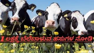 😘1 ಲಕ್ಷಕ್ಕೆ ಸರಿದೂಗಿಸುವ ಹಸುಗಳ ನೋಡಿ ## ಇಲ್ಲಿವೆ#2023 👌cow information #cow business #viral