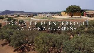 TOROS DE FUENTERROBLE, GANADERÍA ALCARREÑA