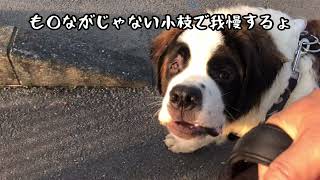 【セントバーナード】多頭飼いの日常、朝の散歩＃超大型犬＃可愛い我が子