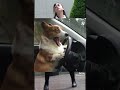 飼い主を引いてしまったイッヌ🐕www