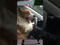 飼い主を引いてしまったイッヌ🐕www