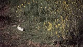 Wildlife.Little Egret.白鷺百景3　写真集　呉市二河川　瀬野川　 野鳥