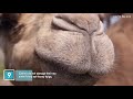 top 15 amazing facts about camels interesting facts about camels