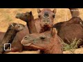 top 15 amazing facts about camels interesting facts about camels