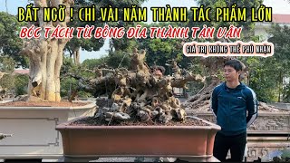 BẤT NGỜ ! Chỉ vài năm thành tác phẩm lớn. Bóc tách bông tán đĩa thành tản Vân | Quảng Tùng