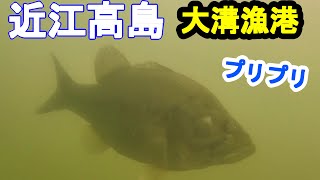 近江高島の大溝漁港で水中撮影、バス釣りしてきた。水中映像から琵琶湖のデカバスを狙え！