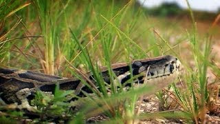 Python Crossing Dirt Road 02 - Time Lapse - Dangerous Animals in Florida