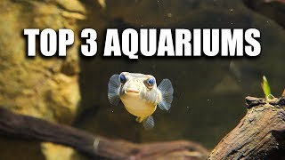 MY TOP 3 AQUARIUMS